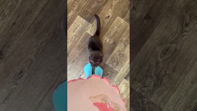 наш Любимка просится на ручки