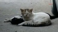 Котик пытается оживить кошечку.mp4