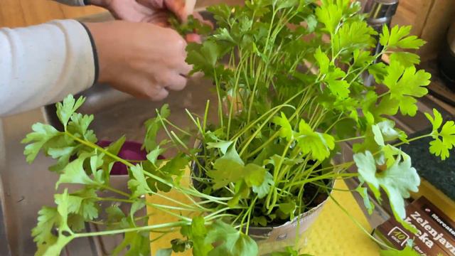 How to lose Weight with this Vegetable Soup - New Recipe 2021
