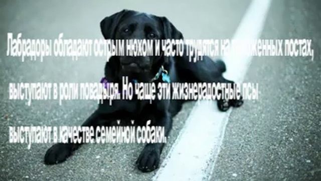 Самые умные породы собак