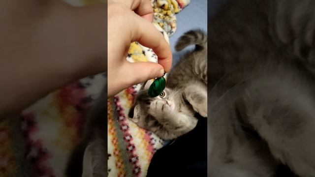 Милый вислоухий котёнок играет с малахитом.mp4