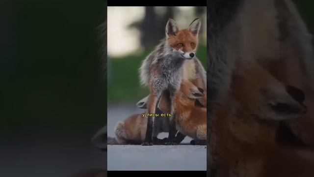 Хитрые самки находят замену своему партнеру? Наш тг в описании профиля