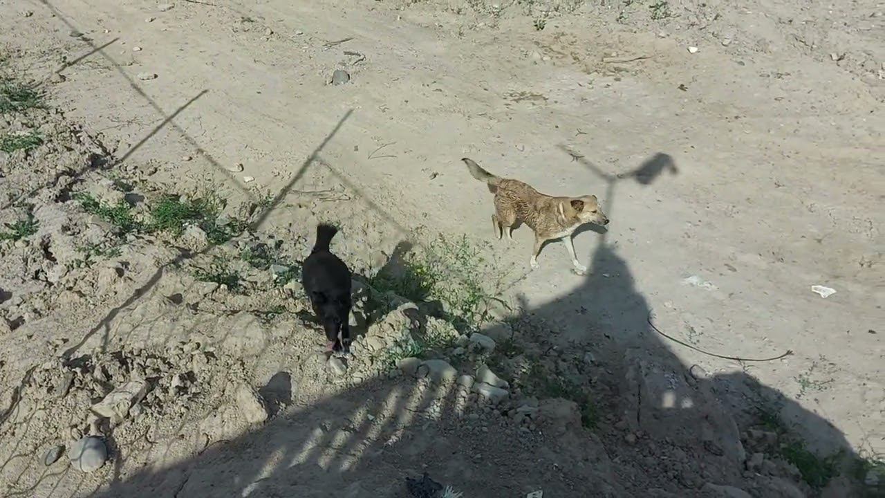 Uzbekistan.Приют живет на пожертвования. 120 собак и 25 кошек . Нужна помощь. #dogsshelter