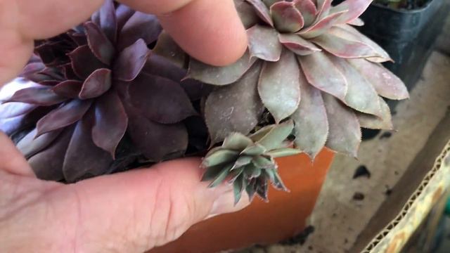 Hen and Chicks (Sempervivum 'Galahad' )