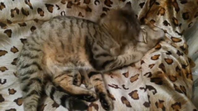 Любовь кота закончилась