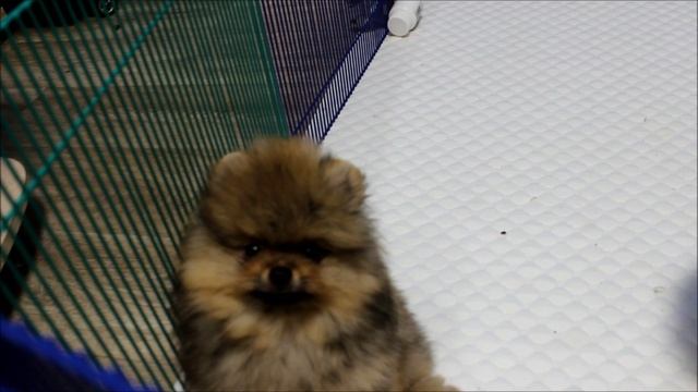 шпицы 2.mp4