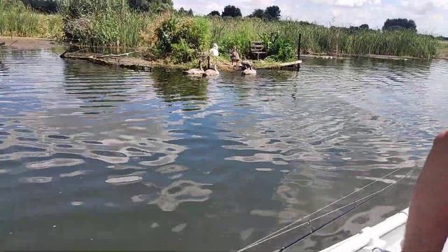 Старые знакомые... Семья лебедей которая выростила детвору "на глазах".