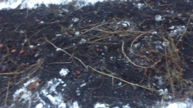 копаем картошку зимой