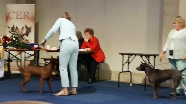 International #Dog_show Kassel 2019 / Thai-Ridgeback