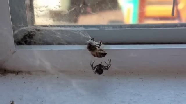 Bee vs. Spider