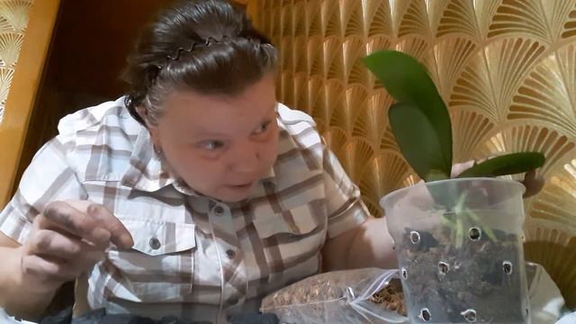Сажаю Phal.Boaymo детка