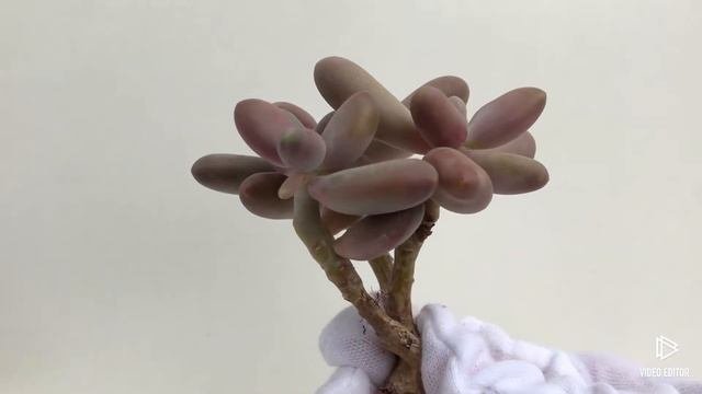 Pachyphytum Ovivide P