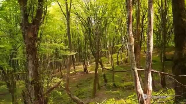 Василий Пьянов Романтик Лесовод