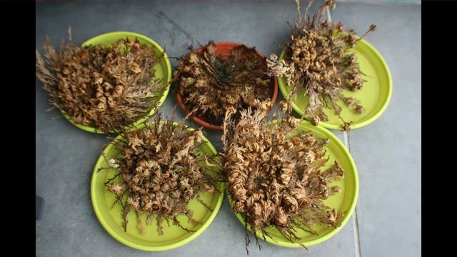 Selaginella lepidophylla (resurrection plant)