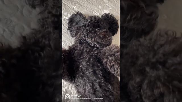 А ваши пуделя тоже так спят?☺️