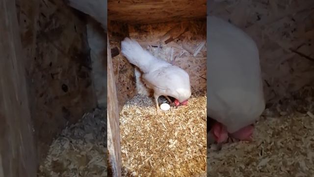 Как курочка снесла яичко.