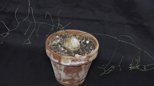 Schizobasis intricata