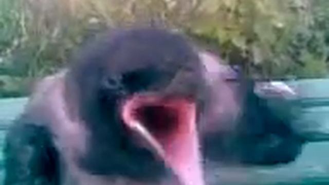 ПЬЯНАЯ ВОРОНА, ЧАСТЬ 2-Я