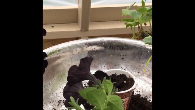 Green Goddess Garden Chats - Enjoy A Rainy Day And Taking Some Petunia Cuttings