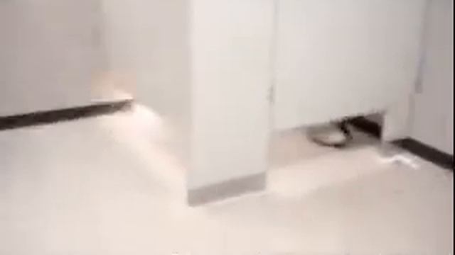 Прикол в туалете (1,6 мб)
