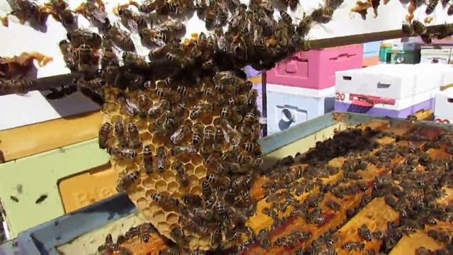 май на пасеке - про обработки пчел от клеща Варроа в мае и про рамки ловушки для клеща Варроа