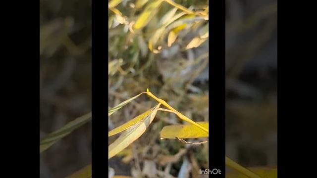 Чем занимаются мои питомцы утром