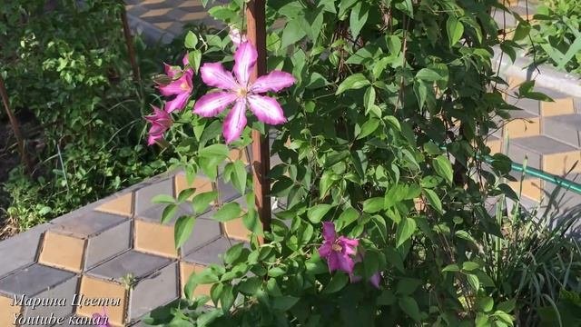 КЛЕМАТИС . БОЛЕЗНИ И ВРЕДИТЕЛИ .