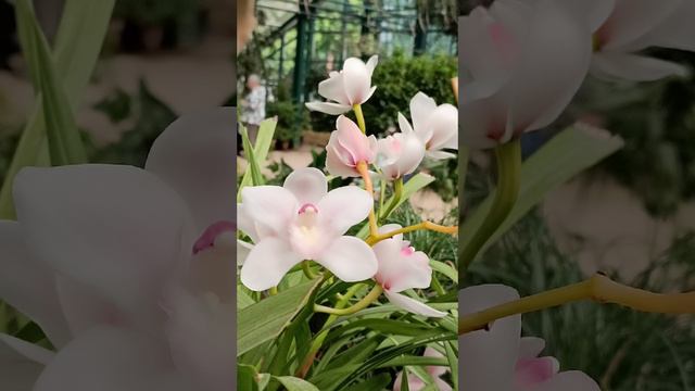 Прогулка по Аптекарскому огороду МГУ 😍🌸🌺 #orchids #орхидеи #flowers #цветы #plants #растения