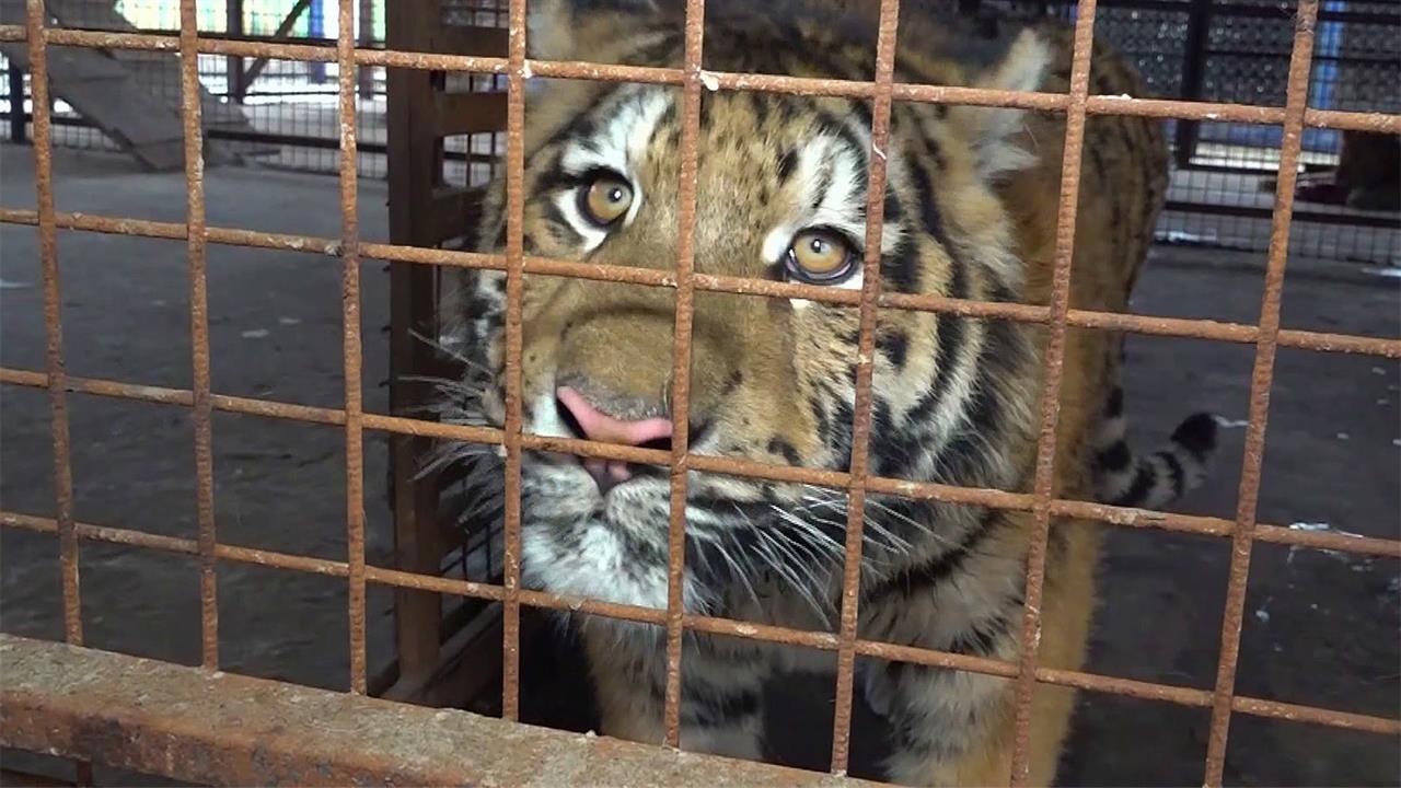 Уникальный зоопарк под Донецком находится в опасной зоне