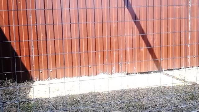 Кормление племенного стада индюков.