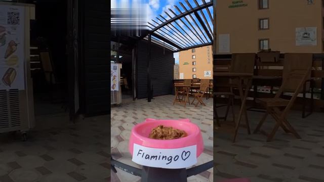 Минутка милоты: в Казахстане появилась доставка еды дроном для бездомных котиков