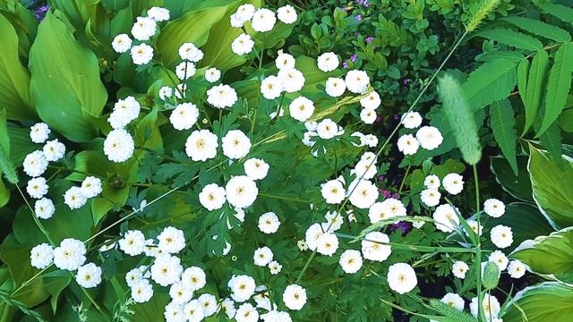 Пиретрум девичий махровый  Матрикария  Рyrethrum parthenium