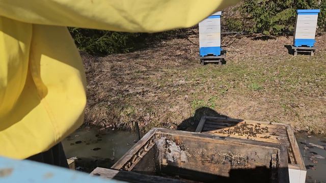 Ревизия пчелиной семьи