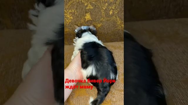 Бивер Йорк