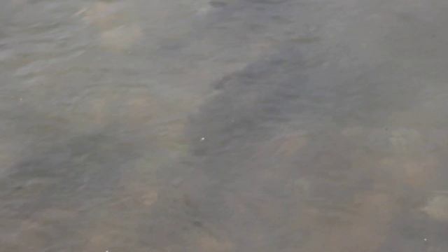 Oncorhynchus Keta 2019 2