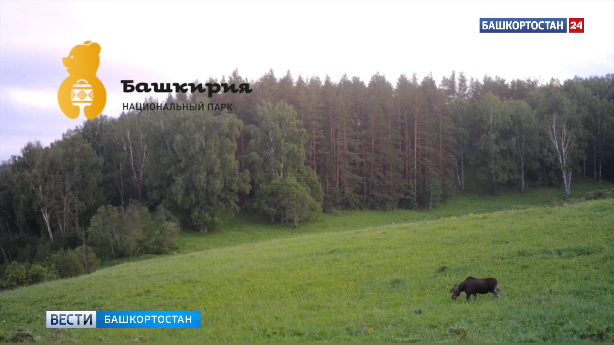 Лось, неторопливо жующий травку на поляне в Башкирии, попал на видео