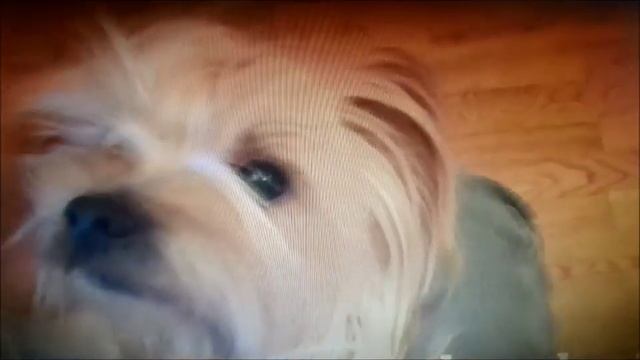Надо чистить зубы собаке