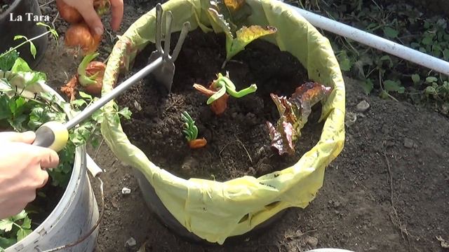 Nu mai aruncați ceapa încolțită...iată cum puteți să vă bucurați de ceapă verde tot timpul anului