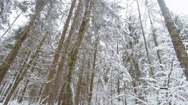 ПО СЛЕДУ ТРОПЛЮ ЗАЙЦА БЕЛЯКА,НАШЕЛ ТРУП КОСУЛИ.