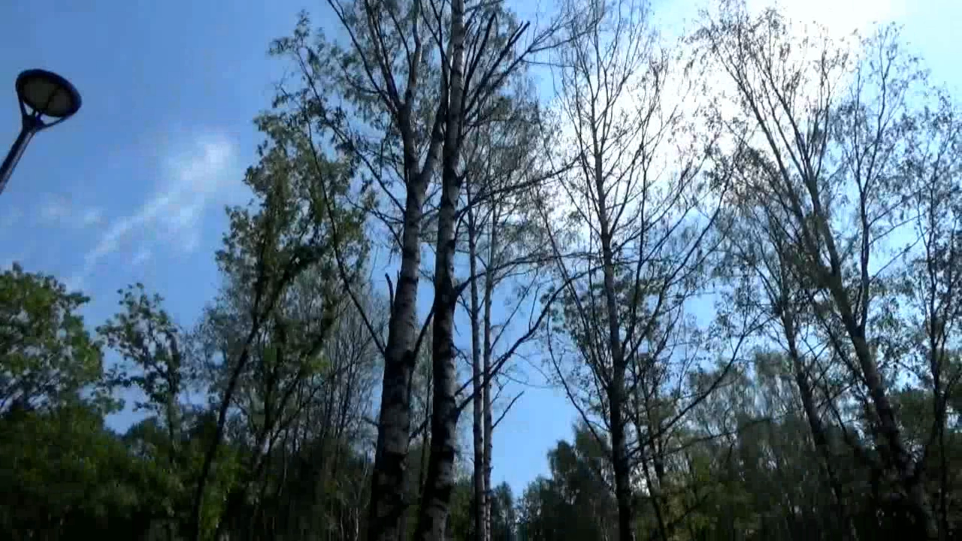 В Фатьяновском парке после реконструкции гибнут деревья. Город Вязники
