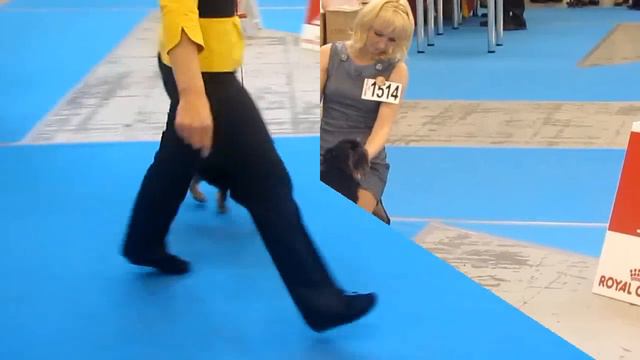 Бельгийский гриффон - класс чемпионов, САС!В,ВОВ