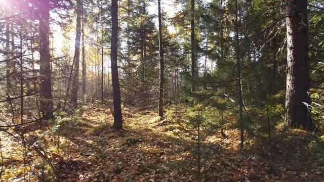 Солнце. Утро. Лес осенний.