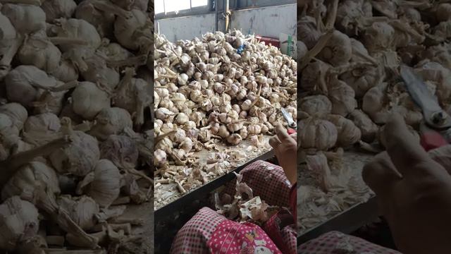 china garlic packing  +86 15813816535