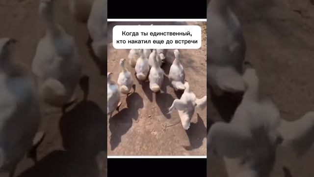 Утки. mp4