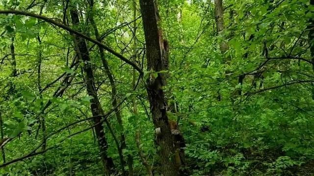 САМВЕЛ АДАМЯН ПЛОХОЙ ЗНАК НА ДНЕ РОЖДЕНИЯ МАТЕРИ. ЭТО УЖЕ ВТОРОЙ