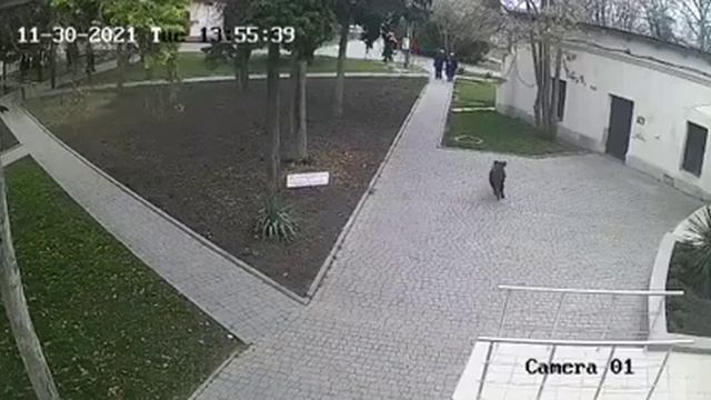 Свинья бегает по парку Крым Севастополь