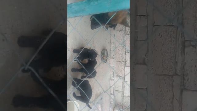 Вольер для немецкой овчарки