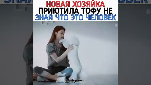 ?Дорама:Tofu Personified