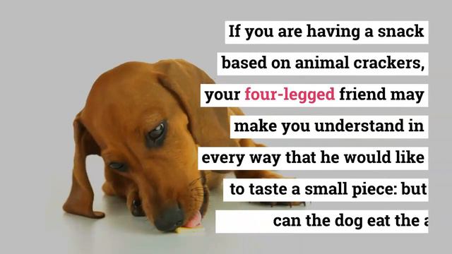 Can Dogs Eat Animal Crackers