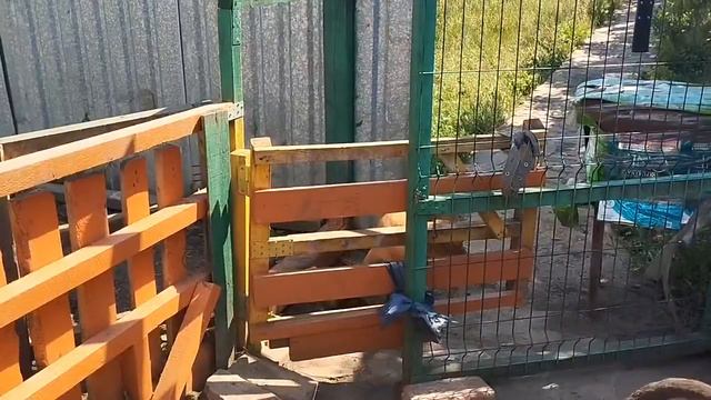 Щенки перепрыгивают забор